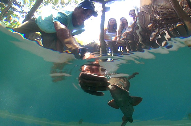 Visitantes já podem acompanhar o crescimento dos pequenos tubarões-lixa na Praia do Forte